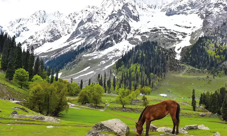 ಪಹಲ್ಗಾಮ್‌ ದಾಳಿಗೆ ಒಂದು ವರ್ಷ: ಅವಿಸ್ಮರಣೀಯ ನಮ್ಮ ಈ ಕಾಶ್ಮೀರ ಪ್ರವಾಸ!