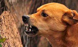 ಮದುವೆ ಮನೆಯಲ್ಲಿ ಬೀದಿ ನಾಯಿ ಅಟ್ಟಹಾಸ: ಒಂದೇ ದಿನ 60ಕ್ಕೂ ಹೆಚ್ಚು ಮಂದಿಗೆ ಕಚ್ಚಿ ಗಾಯ