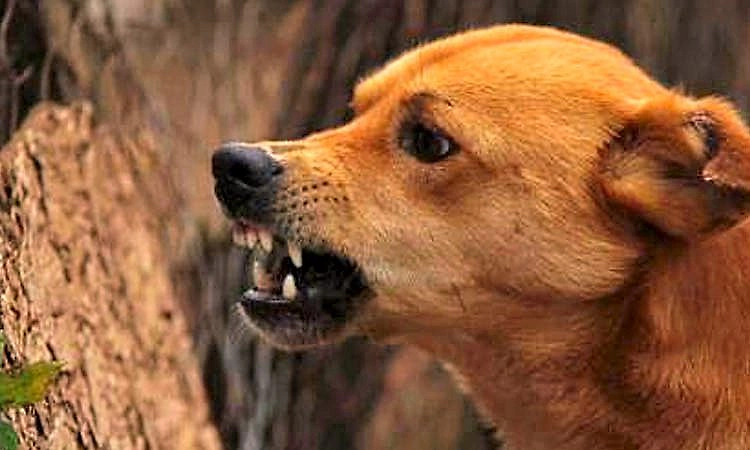 ಮದುವೆ ಮನೆಯಲ್ಲಿ ಬೀದಿ ನಾಯಿ ಅಟ್ಟಹಾಸ: ಒಂದೇ ದಿನ 60ಕ್ಕೂ ಹೆಚ್ಚು ಮಂದಿಗೆ ಕಚ್ಚಿ ಗಾಯ