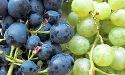 ದ್ರಾಕ್ಷಿ ಹಣ್ಣು ತೊಳೆಯುವ ಸರಿಯಾದ ಕ್ರಮ: ತಿನ್ನುವ ಮುನ್ನ ಸರಿಯಾಗಿ ಸ್ವಚ್ಛಗೊಳಿಸುವುದು ಹೇಗೆ?