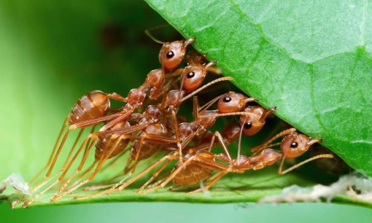 In ant colony, queen isn’t in charge. So who is?