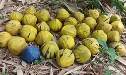 ಪಶ್ಚಿಮ ಬಂಗಾಳದ ನಿರ್ಜನ ಪ್ರದೇಶದಲ್ಲಿ 31 ಕಚ್ಚಾ ಬಾಂಬ್ ಪತ್ತೆ... ಗ್ರಾಮಸ್ಥರಲ್ಲಿ ಆತಂಕ