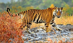 ಮಹಾರಾಷ್ಟ್ರದಲ್ಲಿ ಹುಲಿ ದಾಳಿಗೆ 4 ಮಹಿಳೆಯರು ಬಲಿ