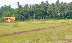 ಮಳೆ ಕೊರತೆಯಾದರೆ ಭತ್ತದ ಬದಲಿ ತಳಿಯೇ ಪರ್ಯಾಯ
