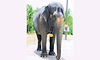 Vantara: ಶೀಘ್ರ ಕೊಲ್ಲಾಪುರ ಮಠಕ್ಕೆ 'ಮಾಧುರಿ' ಆನೆ ವಾಪಸ್‌!