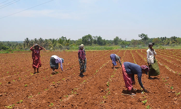 Monsoon fails: Farmers, agriculture department turn to alternative plans