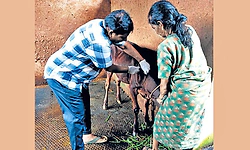 ಕಾರ್ಕಳ: 570 ಕಂದುರೋಗ ಲಸಿಕೆ ಗುರಿ
