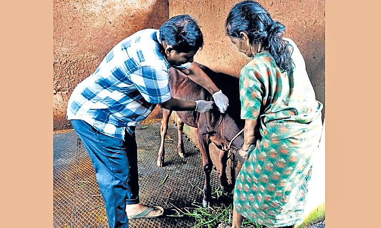 ಕಾರ್ಕಳ: 570 ಕಂದುರೋಗ ಲಸಿಕೆ ಗುರಿ