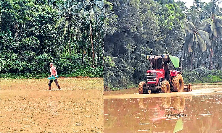 Bajpe: ಮಳೆ ಜೋರು: ನೇಜಿ ಹುಡುಕಾಟ ಶುರು!
