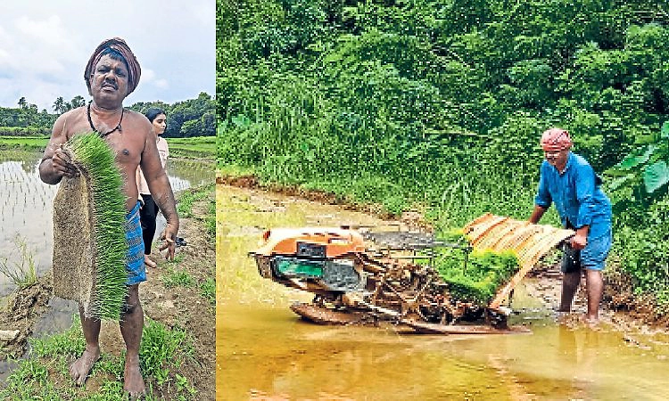 ಬ್ಯಾಂಕ್‌ ಅಧಿಕಾರಿಯ ಕೃಷಿ ಪ್ರೇಮ ಹಡಿಲು ಭೂಮಿಯಲ್ಲಿ ಭತ್ತದ ಬೆಳೆ