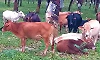 Periyar cattle gets indigenous breed status after eight-year conservation effort