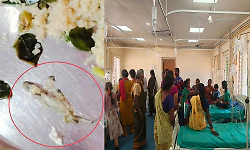 Lizard found in upma leaves over 80 students ill at government school