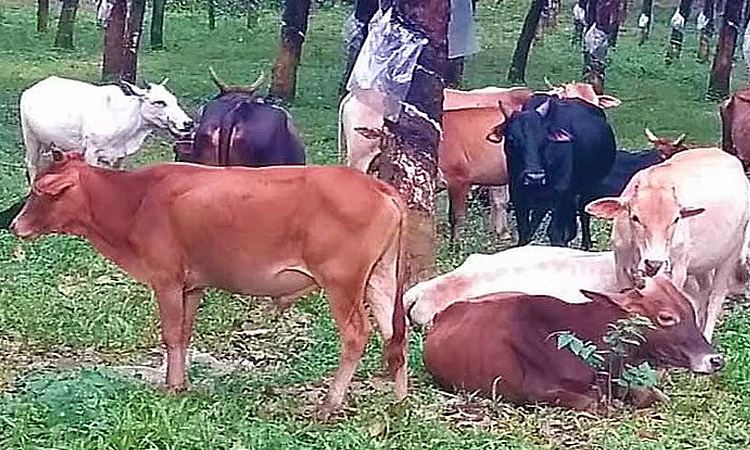 ಕಣ್ಮರೆಯಾಗುವ ಹಂತದಲ್ಲಿದ್ದ ‘ಪೆರಿಯಾರ್ ಕುಳ್ಳನ್’ ತಳಿಗೆ ಹೊಸ ಗೋ ತಳಿ ಮಾನ್ಯತೆ