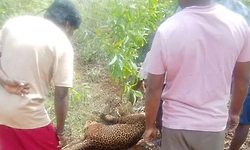 Tumakur: ಜಮೀನಿನ ಉರುಳಿಗೆ ಬಿದ್ದಿದ್ದ ಚಿರತೆಯನ್ನು ಸುಟ್ಟ ಮೂವರ ಬಂಧನ