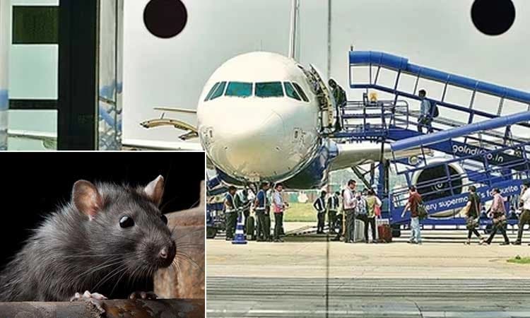 Rat On Board: ಕಾನ್ಪುರದಿಂದ ದೆಹಲಿಗೆ ಹೊರಟಿದ್ದ ವಿಮಾನವನ್ನೇ ಮೂರು ಗಂಟೆ ನಿಲ್ಲಿಸಿಟ್ಟ ಇಲಿ
