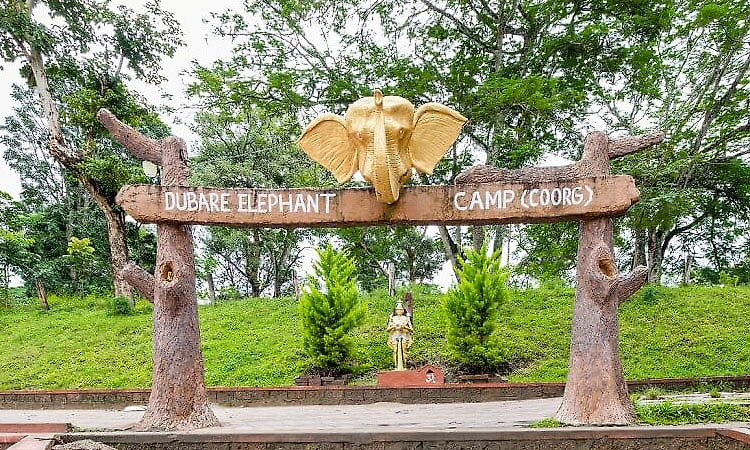 Dubare elephant camp reopens to tourists after prolonged closure