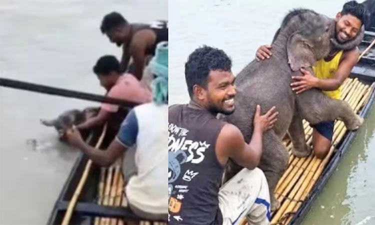 ತೀಸ್ತಾ ನದಿಯಲ್ಲಿ ಕೊಚ್ಚಿ ಹೋದ ಆನೆ ಮರಿಯನ್ನು ರಕ್ಷಿಸಿದ ಮೀನುಗಾರರು: ವಿಡಿಯೋ ವೈರಲ್