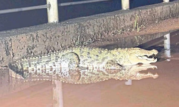 Crocodile spotted near Pajiradka temple bridge causes panic among locals