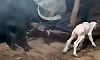 Yadgir: Buffalo gives birth to white male calf in rare incident