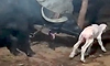 ಬಿಳಿ ಹೋರಿ ಕರುವಿಗೆ ಜನ್ಮ ನೀಡಿದ ಎಮ್ಮೆ!