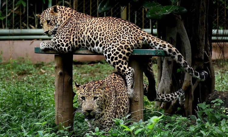 Two sheep killed in leopard attack; villagers protest against forest department