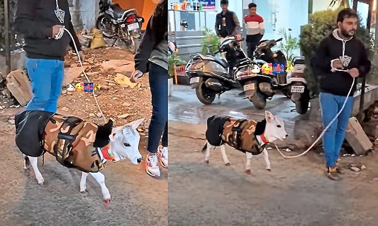 Viral Video; ಮನೆಯ ಪುಟ್ಟ ಕರುವನ್ನು ವಾಕಿಂಗ್‌ ಕರೆದುಕೊಂಡು ಬಂದ ವ್ಯಕ್ತಿ