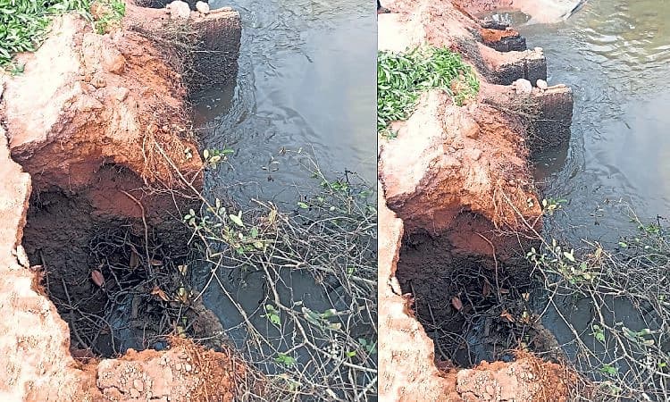 Hemmadi: ಜಾಲಾಡಿ; ವೆಂಟೆಡ್‌ ಡ್ಯಾಂ ಒಡೆದು ಗದ್ದೆಗೆ ಉಪ್ಪು ನೀರು ದಾಂಗುಡಿ