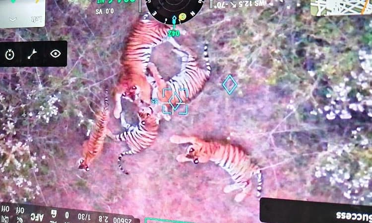 ಚಾಮರಾಜನಗರ;5 ಹುಲಿಗಳು ಪತ್ತೆ: ಕಾರ್ಯಾಚರಣೆಗೆ ಈಶ್ವರ ಮತ್ತು ಲಕ್ಷ್ಮಣ