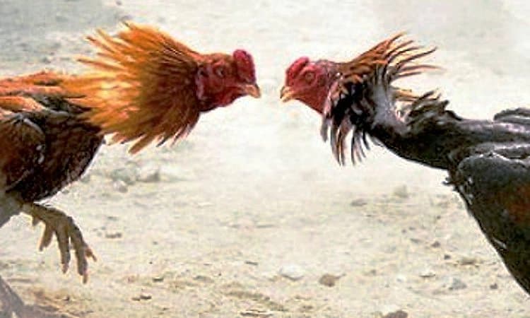 ಕೇಪು: ಮೂರನೇ ದಿನವೂ ನಡೆದ ಕೋಳಿ ಅಂಕ