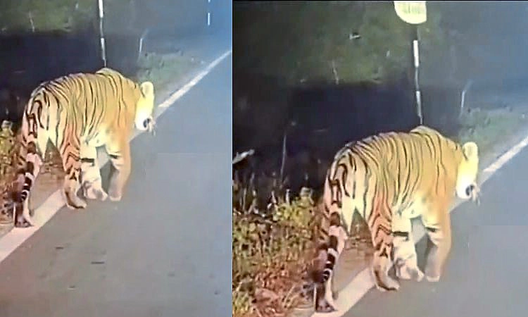 Madikeri: ಗೋಣಿಕೊಪ್ಪ, ತಿತಿಮತಿ ಭಾಗದಲ್ಲಿ ಹುಲಿ ಸಂಚಾರ; ಹೆಚ್ಚಿದ ಆತಂಕ