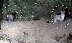 Hanur: ರಸ್ತೆ ಬದಿಯಲ್ಲಿ ಜೋಡಿ ಚಿರತೆ ಪ್ರತ್ಯಕ್ಷ; ಸ್ಥಳೀಯರಲ್ಲಿ ಹೆಚ್ಚಿದ ಆತಂಕ