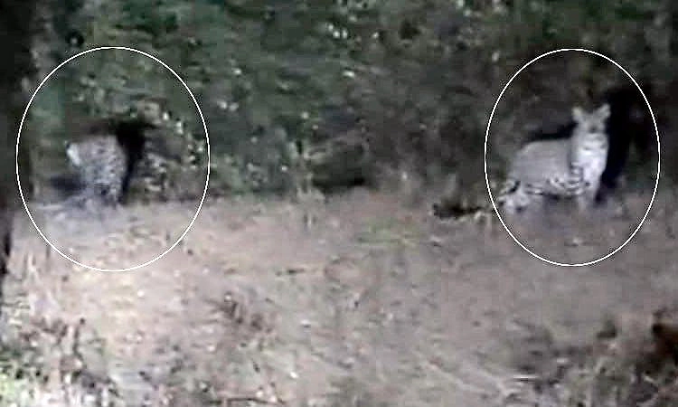 Hanur: ರಸ್ತೆ ಬದಿಯಲ್ಲಿ ಜೋಡಿ ಚಿರತೆ ಪ್ರತ್ಯಕ್ಷ; ಸ್ಥಳೀಯರಲ್ಲಿ ಹೆಚ್ಚಿದ ಆತಂಕ