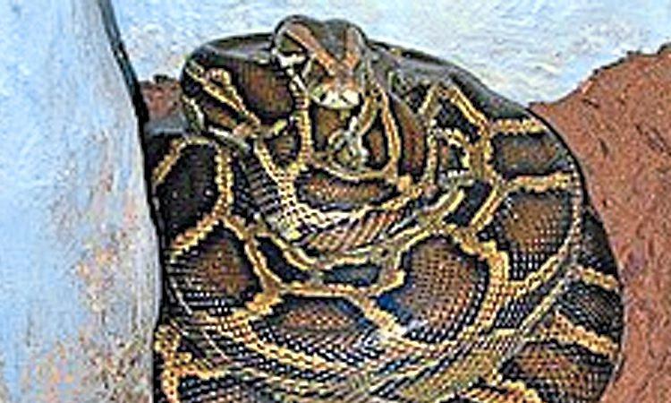 Kasaragod; ಕಾಂಞಂಗಾಡ್‌ ಜಿಲ್ಲಾಸ್ಪತ್ರೆಯ ವೀಲ್‌ ಚೇರ್‌ ನಲ್ಲಿ ಹೆಬ್ಬಾವು