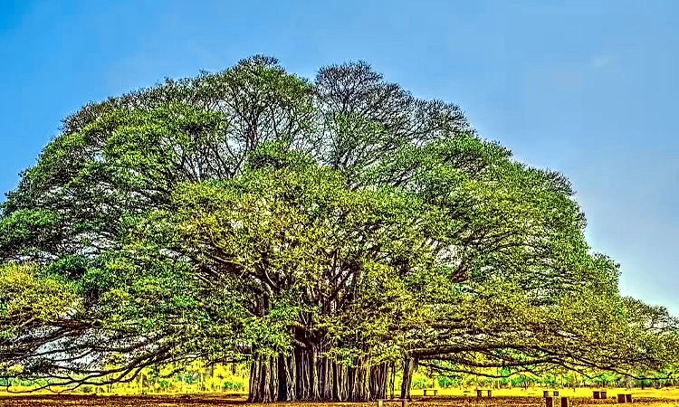 Chinese Story: ಒಂದು ಹಳೆ ಮರದ ಉವಾಚ