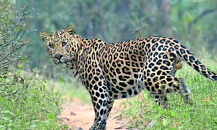 ಬೆಳ್ತಂಗಡಿ: ಅಲ್ಲಲ್ಲಿ ಚಿರತೆ ಸಂಚಾರ, ಮಕ್ಕಳ ಭದ್ರತೆ ದೃಷ್ಟಿಯಿಂದ ಶಿಕ್ಷಣ ಇಲಾಖೆಯ ಕಾಳಜಿಪತ್ರ