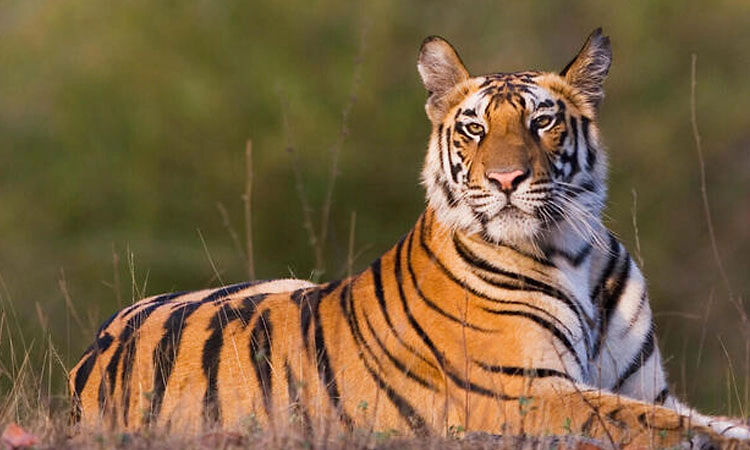 ರಾಜ್ಯದಲ್ಲಿ ವೃದ್ಧಿಸಿದೆ ವ್ಯಾಘ್ರಸಂತತಿ; 2026ರಲ್ಲಿ ಸುಮಾರು 455 ಹುಲಿ ಪತ್ತೆ