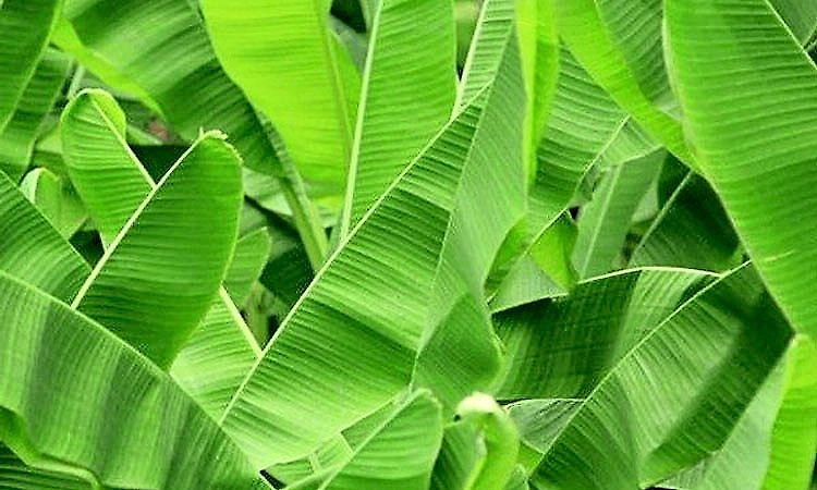 Rising demand for coastal banana leaves from Kerala boosts trade in Udupi