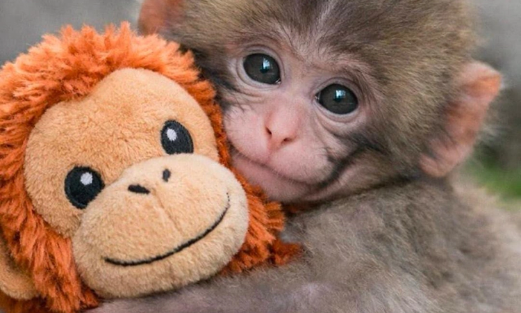 Baby monkey Punch draws global attention at Ichikawa City Zoo