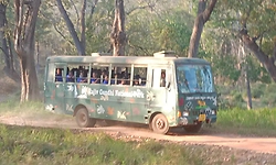 ಮೂರು ತಿಂಗಳ ಬಳಿಕ ಬಂಡೀಪುರ, ನಾಗರಹೊಳೆಯಲ್ಲಿ ಸಫಾರಿ 