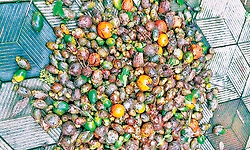 ಹವಾಮಾನ ನಿರಂತರ ಬದಲಾವಣೆ ಪರಿಣಾಮ; ಉದುರುತ್ತಿದೆ ಎಳೆ ಅಡಿಕೆ, ರೈತರಿಗೆ ಚಿಂತೆ