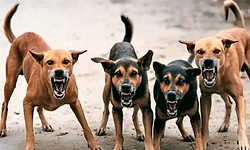 Bengaluru: 5 ಪಾಲಿಕೆಗಳಲ್ಲಿ ಬೀದಿ ನಾಯಿಗಳ ಆಶ್ರಯ ಕೇಂದ್ರ