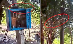 ಸ್ಟಾರ್ಟರ್ ಬಾಕ್ಸ್‌ನಲ್ಲಿ ಹಾವು; ತೆಂಗಿನ ಮರವೇರಿ, ವೈರ್ ಮೇಲೆ ಸರ್ಕಸ್ ಮಾಡಿ ಪರಾರಿ: ವಿಡಿಯೋ