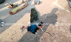 Gangavathi: ರಾಷ್ಟ್ರ ಪಕ್ಷಿ ನವಿಲು ಅನುಮಾನಾಸ್ಪದ ಸಾವು