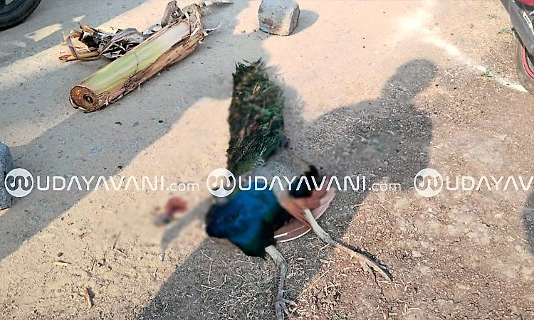 Gangavathi: ರಾಷ್ಟ್ರ ಪಕ್ಷಿ ನವಿಲು ಅನುಮಾನಾಸ್ಪದ ಸಾವು