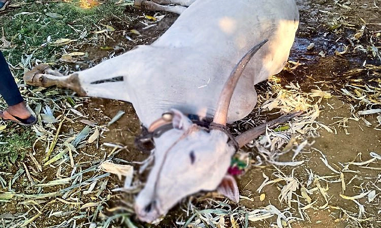 Yelburga: ವಿವಿಧೆಡೆ ಅಕಾಲಿಕ ಮಳೆ; ಸಿಡಿಲು ಬಡಿದು ಎತ್ತು ಸಾವು