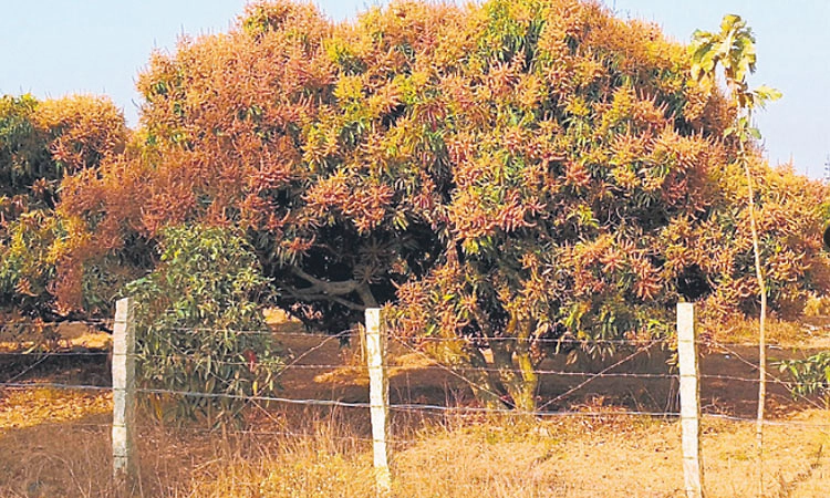 ಹೊಸಕೋಟೆ: ಮಾವಿನ ಮರದಲ್ಲಿ ಹೂವಿನ ರಾಶಿ!