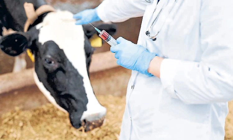 Animal husbandry department: Shortage of veterinarians and staff