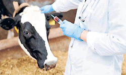 Shortage of veterinarians and staff in Udupi animal husbandry department