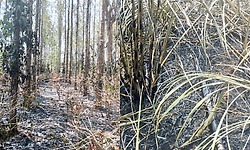 ಬಿಸಿಲ ಧಗೆಗೆ ಮಲೆನಾಡು ರೈತರು ಕಂಗಾಲು; ಕಬ್ಬಿನ ತೋಟ, ಕಾಫಿ ಬೆಳೆ ಭಸ್ಮ