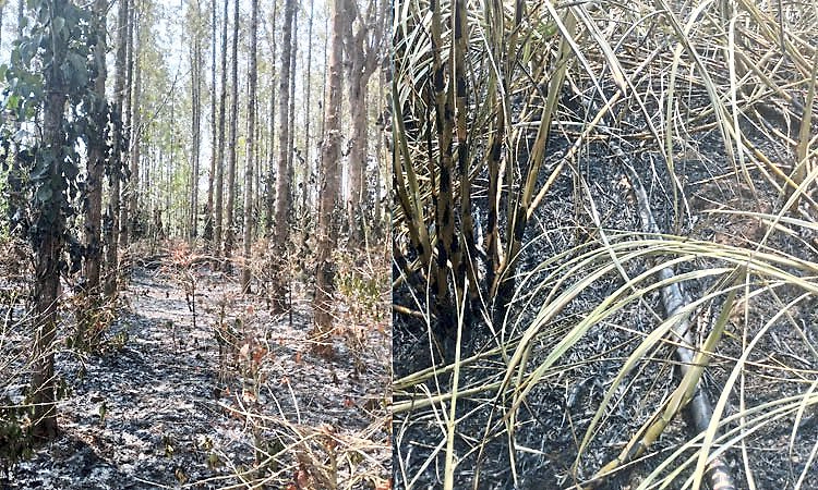 ಬಿಸಿಲ ಧಗೆಗೆ ಮಲೆನಾಡು ರೈತರು ಕಂಗಾಲು; ಕಬ್ಬಿನ ತೋಟ, ಕಾಫಿ ಬೆಳೆ ಭಸ್ಮ